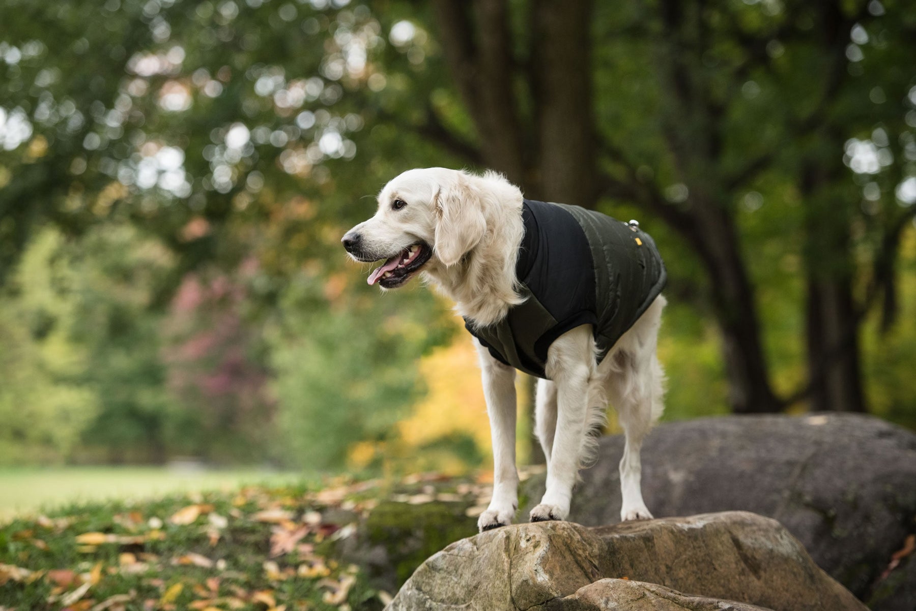 Dog  Army Jacket